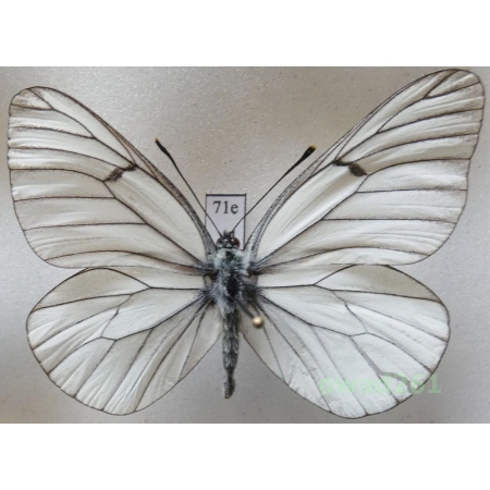 Aporia crataegi (Linnaeus, 1758) male Poland71e